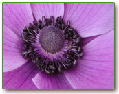Purple Poppy voor Reiki beginselen